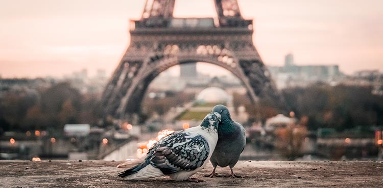 Je veux quitter Paris : le syndrome du parisien adoptif, originaire de province